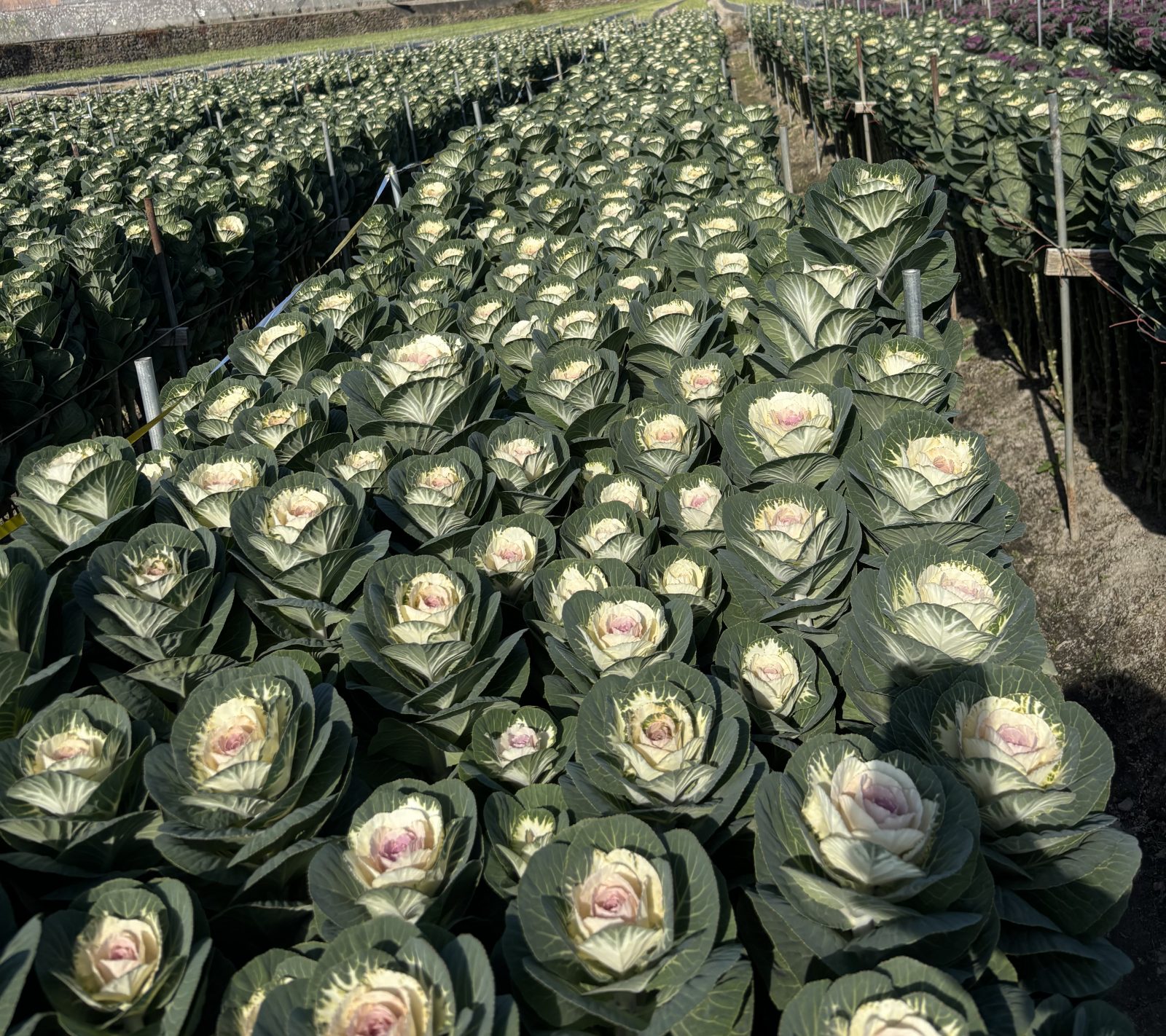 今年も始まります！葉ボタン！関連の画像
