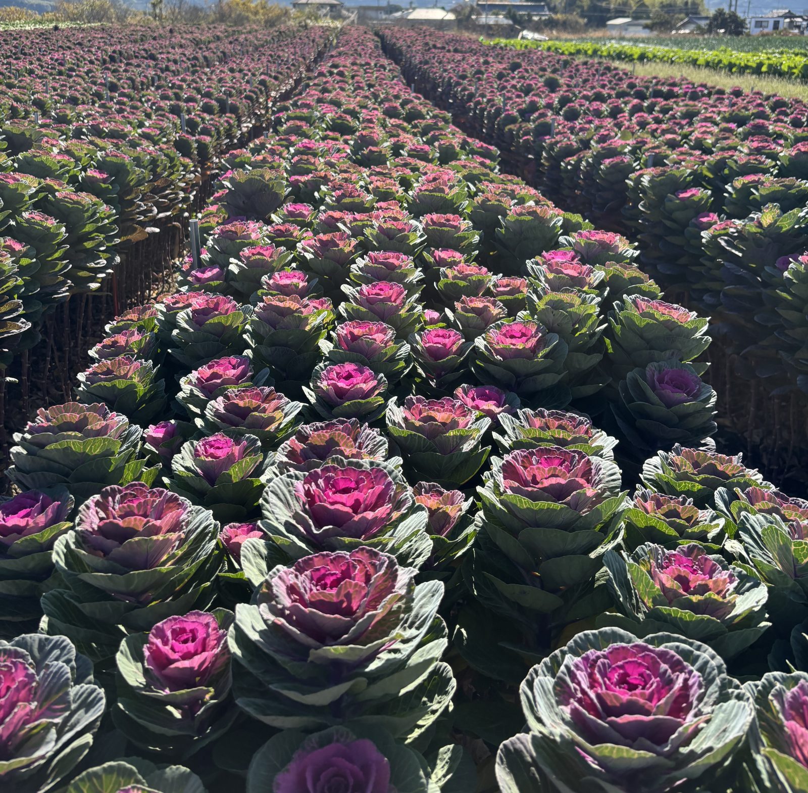 今年も始まります！葉ボタン！関連の画像