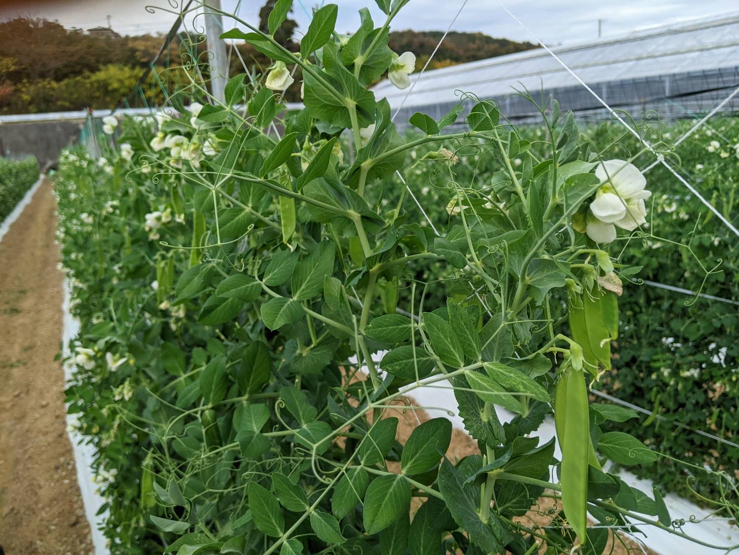 きぬさやのシーズンがやってきました🤗関連の画像