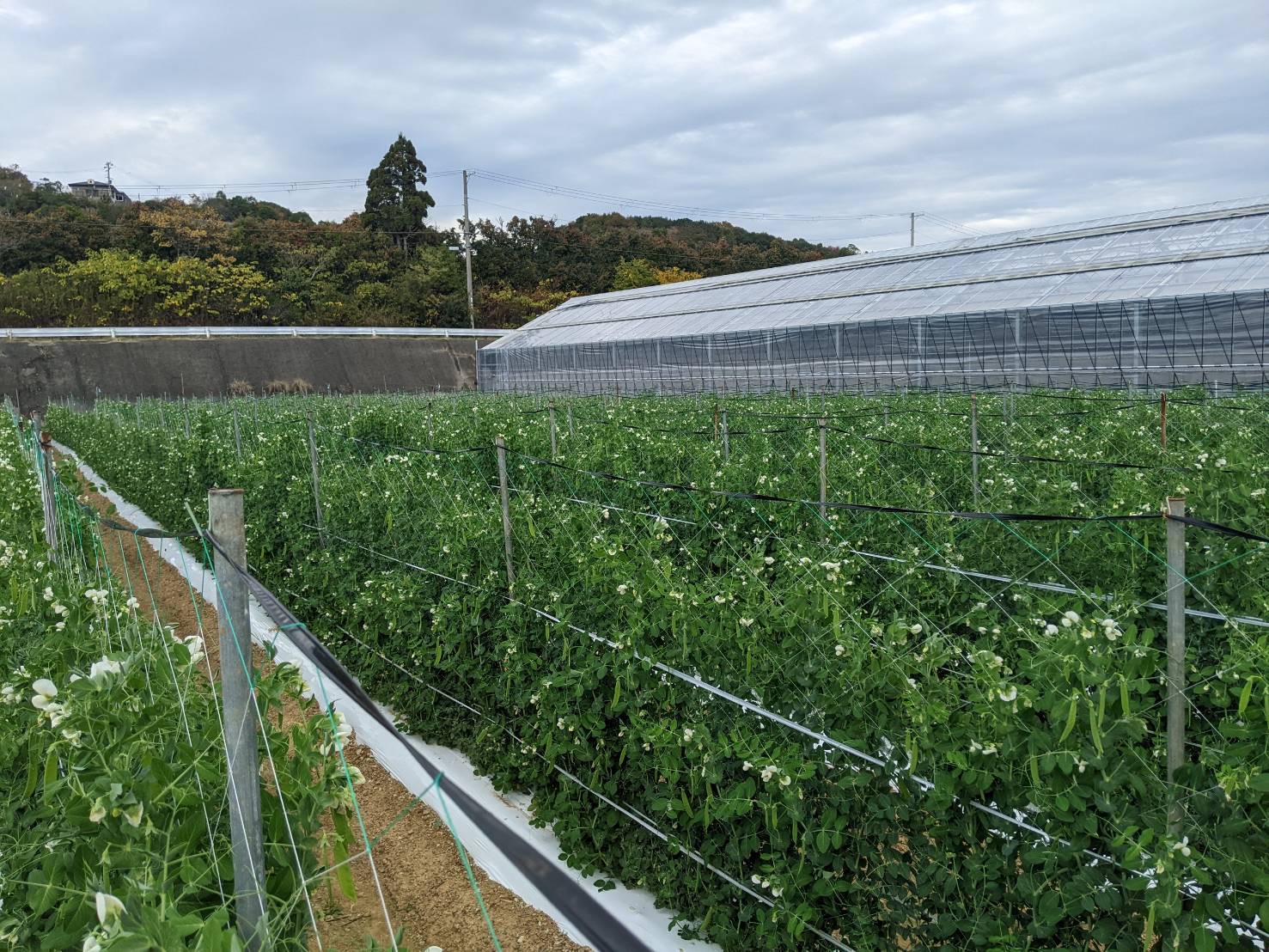 きぬさやのシーズンがやってきました🤗関連の画像