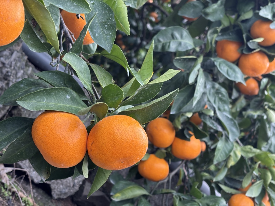 今年も早生みかん、絶好調です！🍊関連の画像