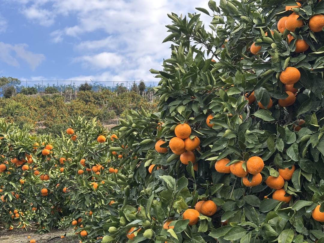 今年も早生みかん、絶好調です！🍊関連の画像