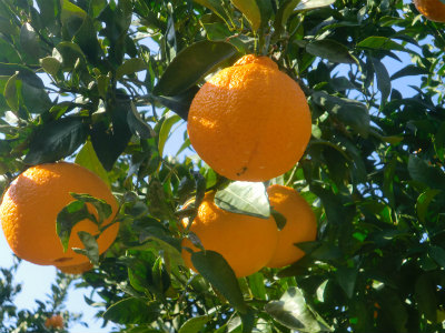 春を告げる果実ー”デコポン”関連の画像