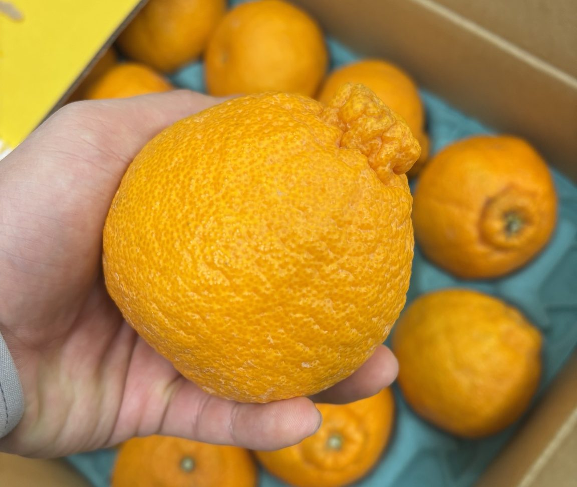 春を告げる果実ー”デコポン”関連の画像