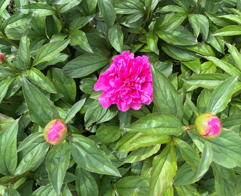 「芍薬」！？関連の画像