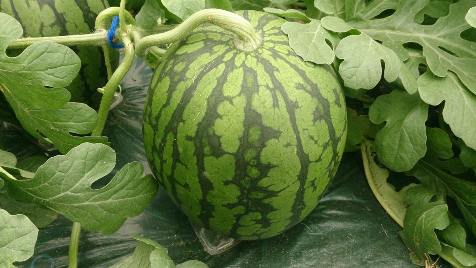 小玉スイカに、夏をぎゅっと詰めました🍉関連の画像