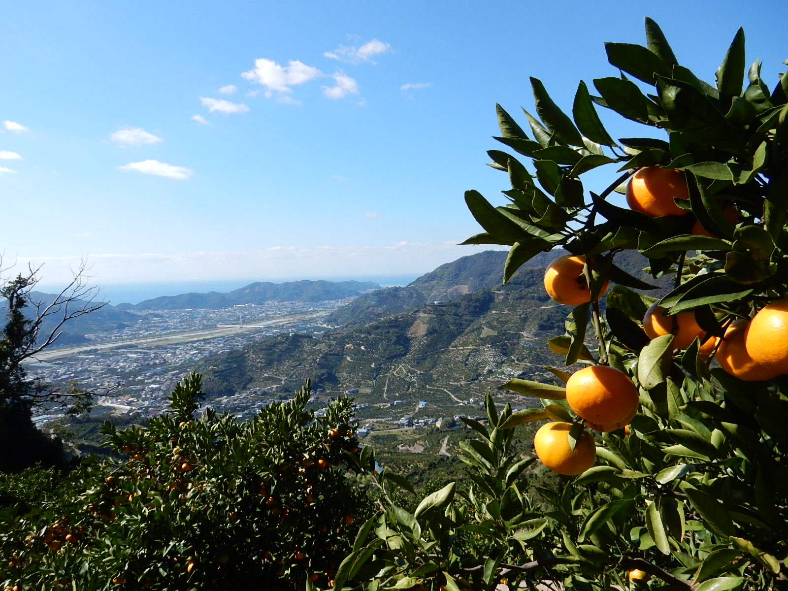 🍊和歌山県産みかんの出荷がスタートしました！🍊関連の画像