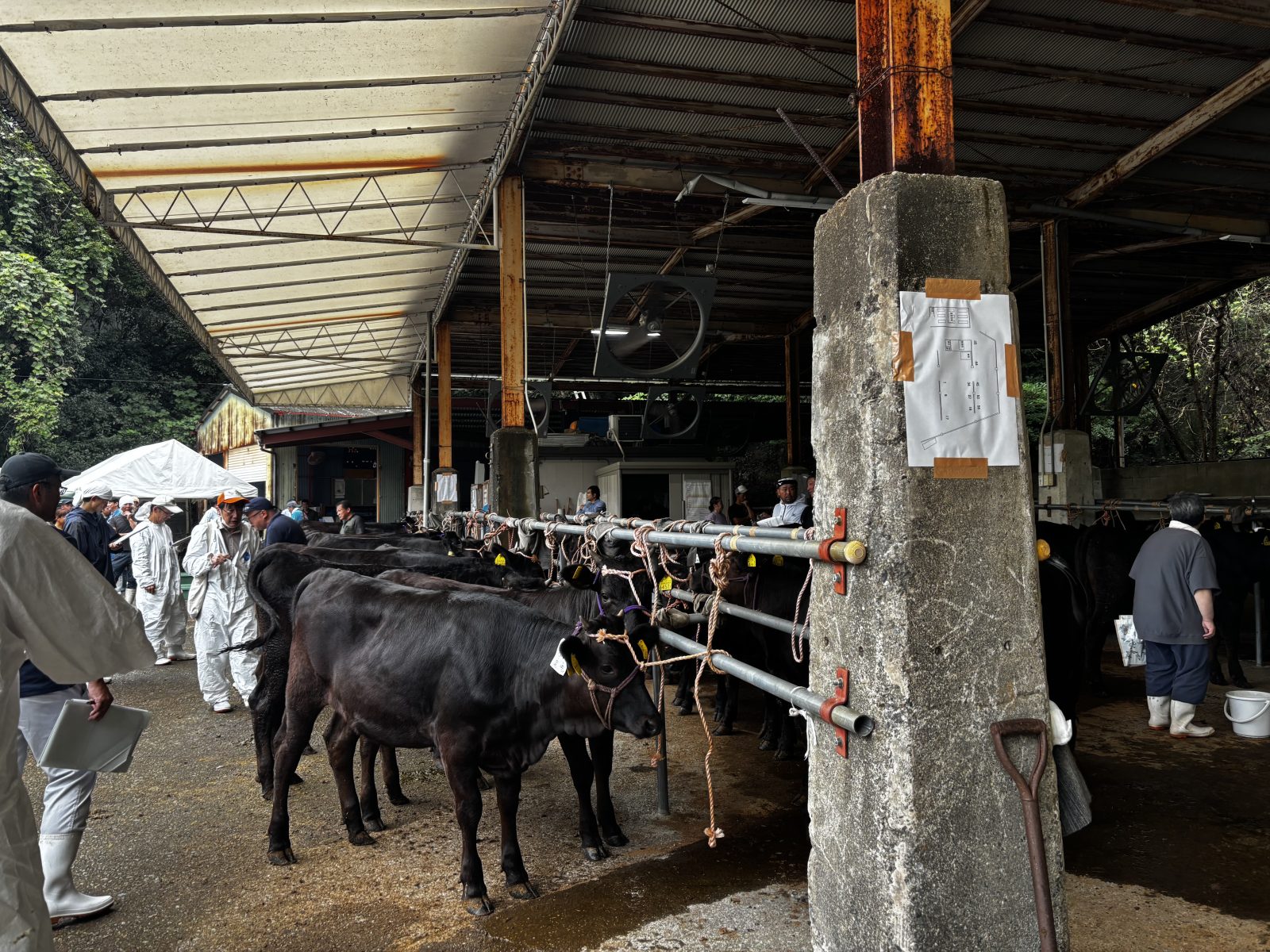 🐄 未来の熊野牛、元気に集合！関連の画像