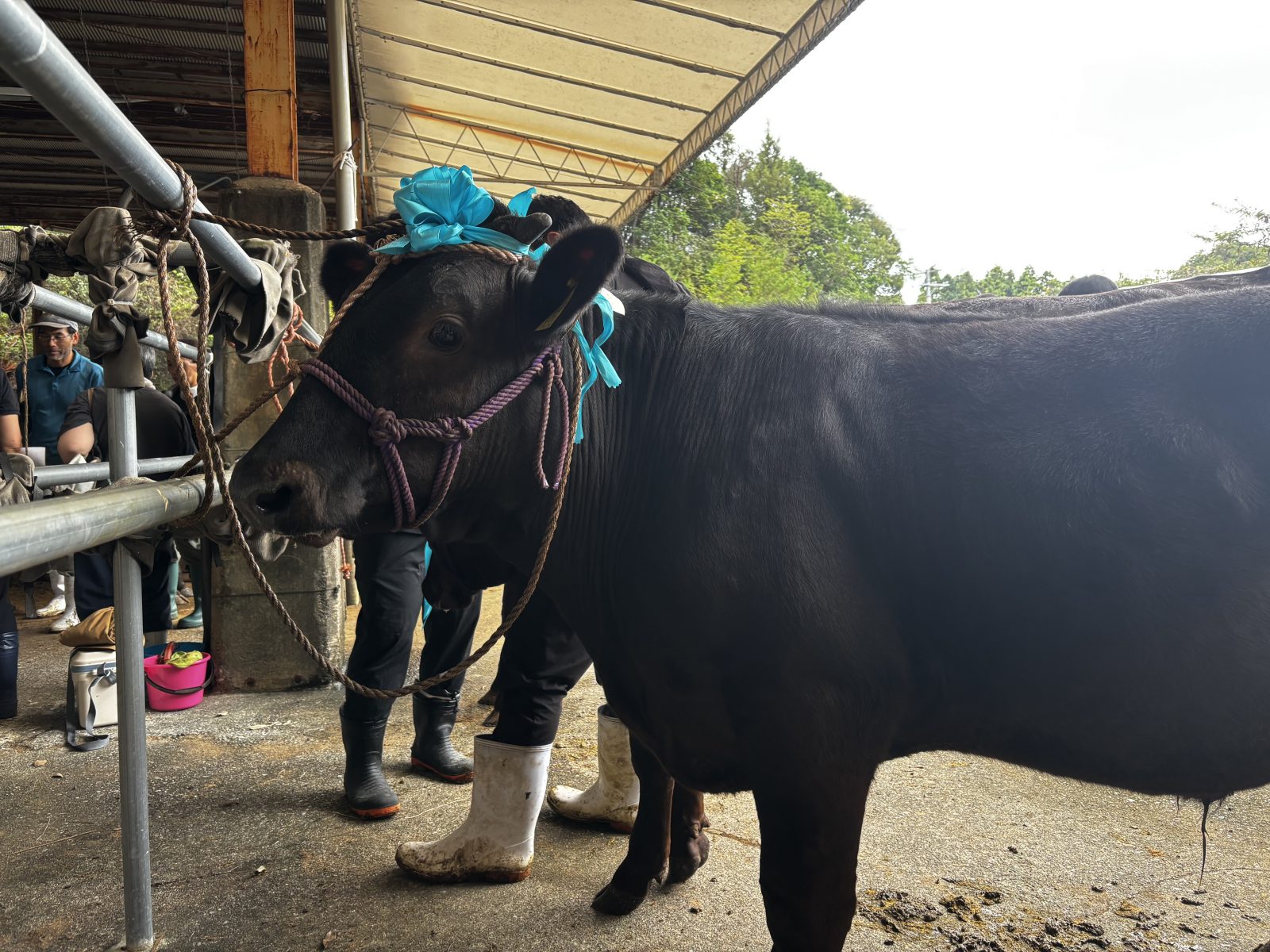 🐄 未来の熊野牛、元気に集合！関連の画像