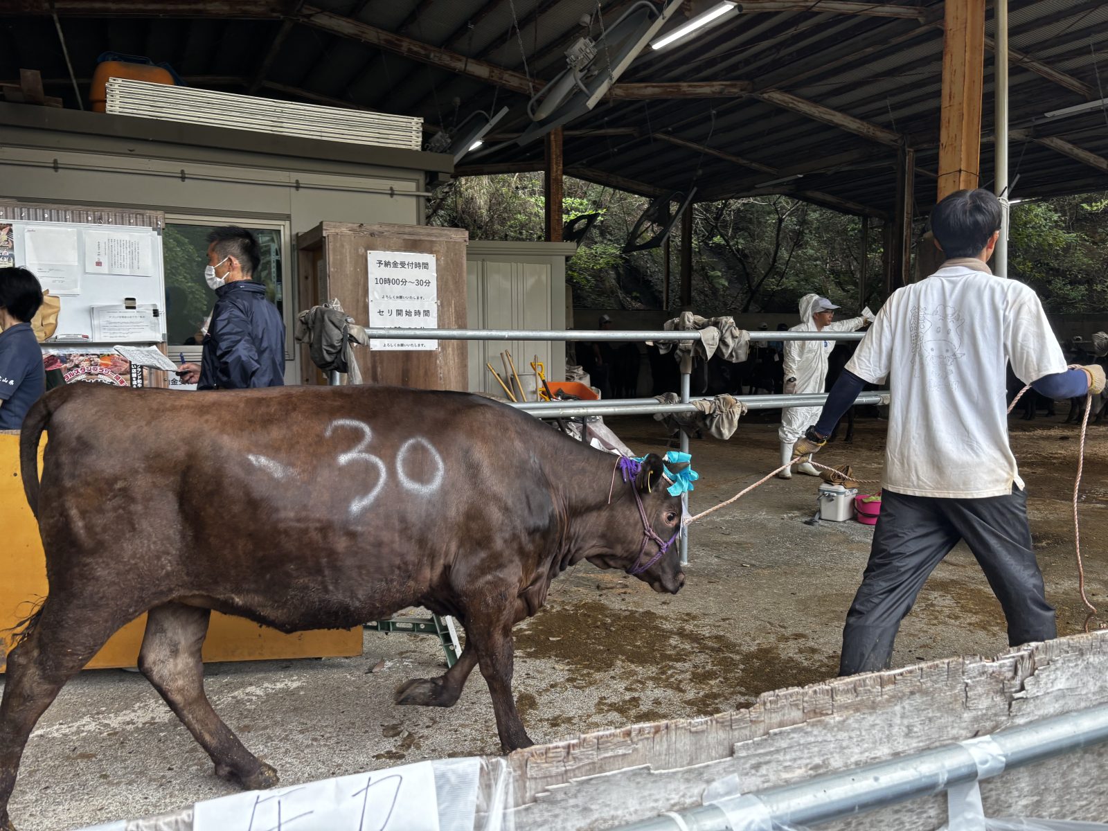 🐄 未来の熊野牛、元気に集合！関連の画像